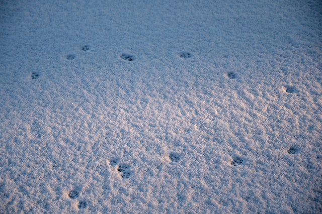 1月19日（雪に残る動物の足跡）